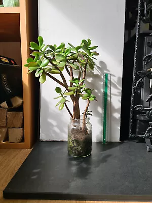 Crassula Ovata Money Jade Plant  200 - 300mm In Glass Jars. • £10