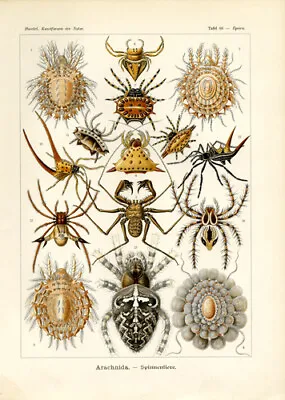 1904 Ernst Haeckel - Spiders - Print 8 1/2 X11  Reproduction • $9.99