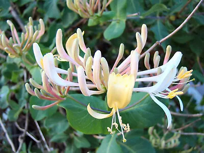 Lonicera Etrusca Superba Honeysuckle Climbing Garden Plant Shrub 9cm & 17cm Pot • £9.55