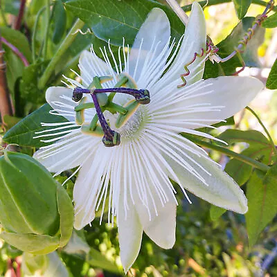 £12.99 • Buy Passiflora Avalanche Semi Evergreen Climbing Perennial Garden Plant In 9cm Pot