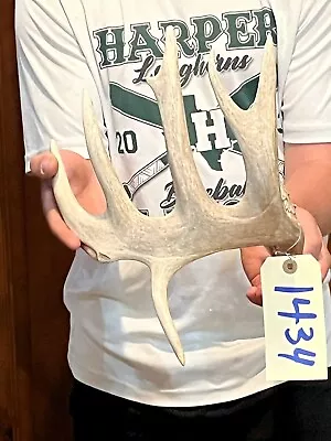 67 4/8” Droptine Whitetail Deer Antler Taxidermy Mount Horn Man Cave Shed (1434) • $29