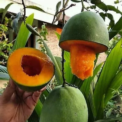 Clonal Avocado Mango Seeds (Mangifera Indica) Var. Avocado 20+ Seeds • $700