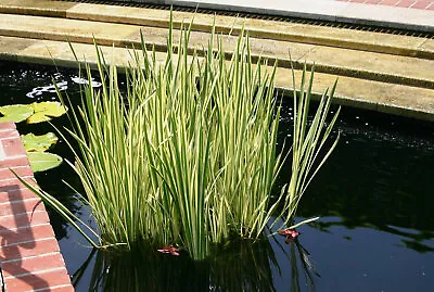 Live Cold Hardy Variegated Sweet Flag Aquatic Marginal Pond Plant • $18.95