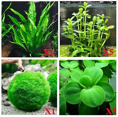 Easy Live Aquarium Plants 4 Types Of - Buy2Get1FREE!  • $17.99