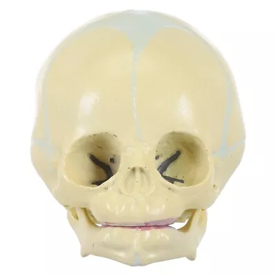  Skull Anatomical Model Art Copy Prop Baby Decorations Medical Supplies • £23.99