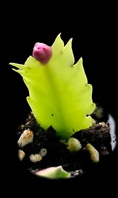 Schlumbergera Zygo Cactus- Carneval-COMBINED EXPRESS POST • $5.80