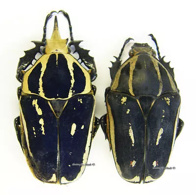 Unmounted Beetle/Cetoniidae - Mecynorrhina Torquata Ugandensis BLUE PAIR 10 • $42.40