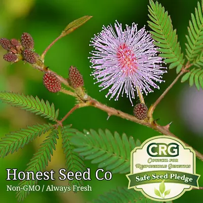 Sensitive Plant Seeds | Touch Me Not | Mimosa Pudica | Nastic Plant Movement • $12.98