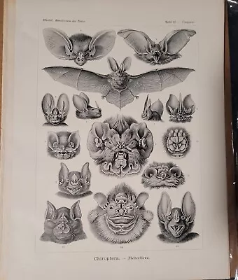 Ernst Haeckel’s Bats (1904) Original Print  • $75