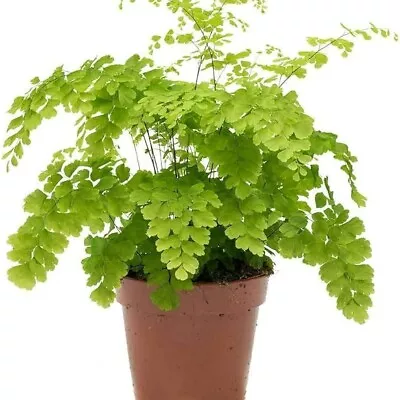 04 Adiantum Raddianum Maidenhair Fern Rhizomes Rare Live Plant Indoor Outdoor • $17.99