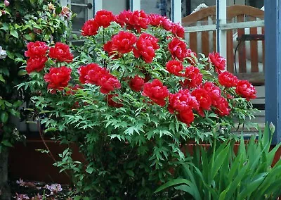 £19.99 • Buy Choose 1 X Japanese Tree Peony Paeonia Suffruticosa 5 Year Old Plant 35cm Garden