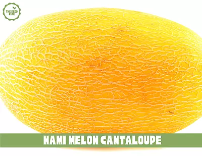 Hami Melon Seeds 25+ Fast Growing Sweet Tasting • $3.90