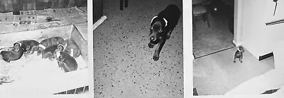 Lot Of 3 Vintage Photos Litter Of Puppies Doberman Dogs Taped Ears • $4