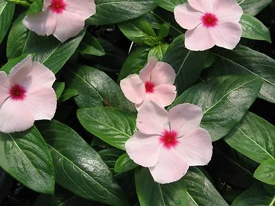 Vinca Seeds 25 Seeds Vinca Cora Apricot Annual Seeds • $4.25