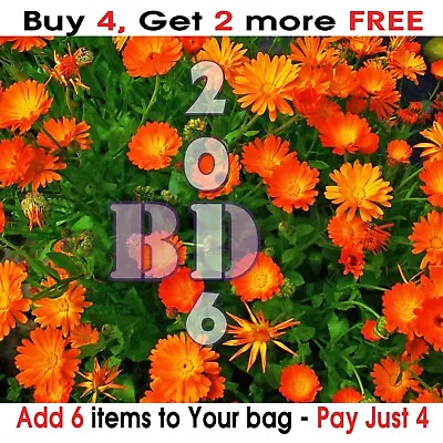 30 Seeds Calendula Officinalis Pot Marigold Hardy Annual Garden Flower Orange • £1.99