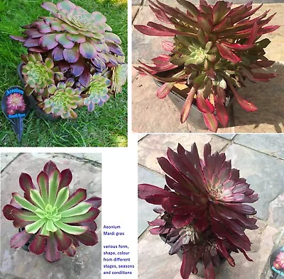 Succulent Aeonium Mardi Gras Aeonium Paradisian Inferno Aeonium Sunburst • $11