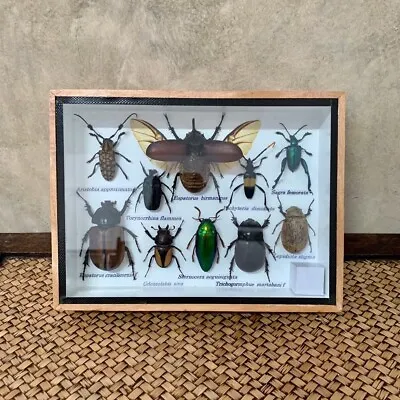 Real Insect Beetle Collectibles Rare Vintage Fly Taxidermy Study Weird Art Bug • $98.99