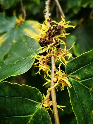 £8.90 • Buy HAMAMELIS VIRGINIANA, Virginian Witch Hazel, Brilliant Autumn Attributes, 8cm