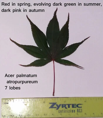 $4 • Buy Red Japanese Maple, Acer Palmatum Atropurpureum,   25 Seeds