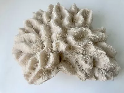 Vintage Brain Sea Coral Real Beach Natural Off White 9” Decor Real Authentic • $75