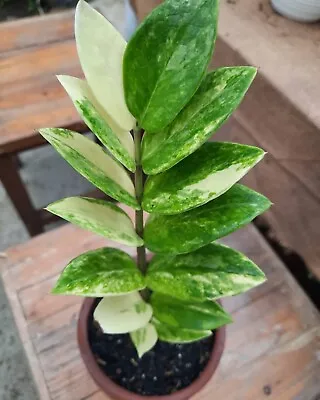 Zz  Variegated Zamia Culcas Free Phytosanitary Ship DHL • $55