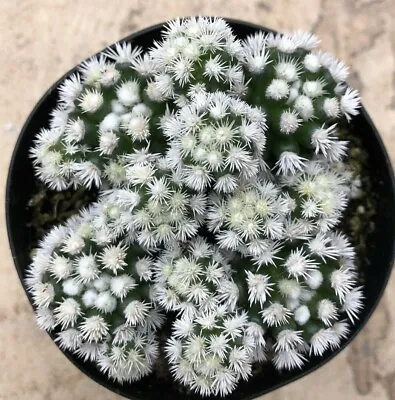 Mammillaria Vetula Subsp. Gracilis ‘Arizona Snowcap’ Comes In A 3.5  Pot  • $12.76