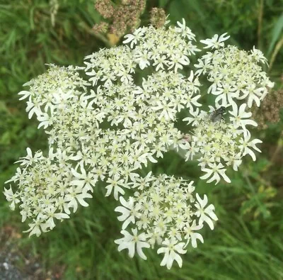 Fast Dispatch Cow Parsley White Perennial  Wild Flower Seeds Slyne Garden • £3.39