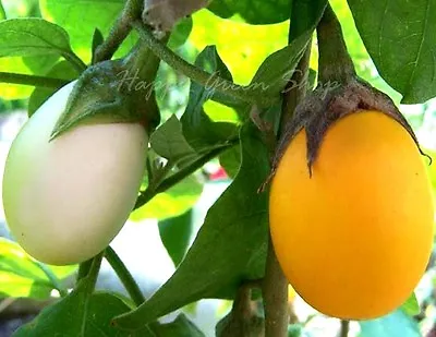 VEGETABLE - AUBERGINE GOLDEN EGGS - 20 SEEDS - Egg Plant - White To Yellow • £1.99