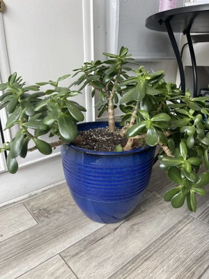 £12.59 • Buy Crassula Large Ovata Jade Money Plant