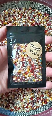 300 Seeds! Miniature Indian Corn! Fun And Easy To Grow! Beautiful And Decorative • $12.95