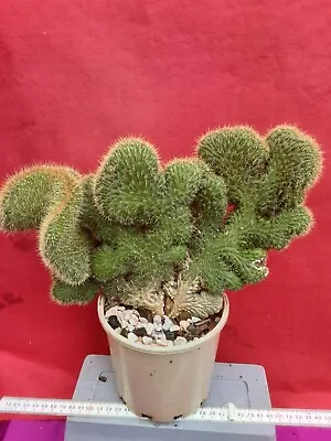 CLEISTOCACTUS Samaipatanus Crested - 7 Year Old Cactus • $199