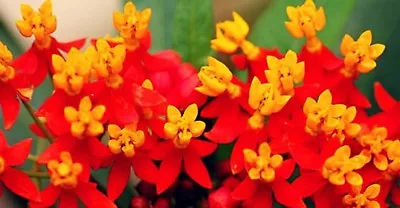  Butterfly Bloodflower Milkweed Sunset Flower Seeds 100+ SEEDS  • $0.99