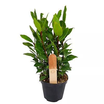 £15.99 • Buy Bay Laurel Plant In A 12cm Pot - Laurus Nobilis Herb Plant For Culinary Use 