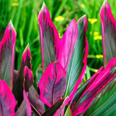 Cordyline Tango - Cabbage Palm | Best Indoor Plant Gifts | 30-40cm Potted • £12.99