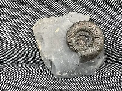 Freestanding Dactylioceras Sp Ammonite Whitby Yorkshire Marine Fossil UK • $14.86