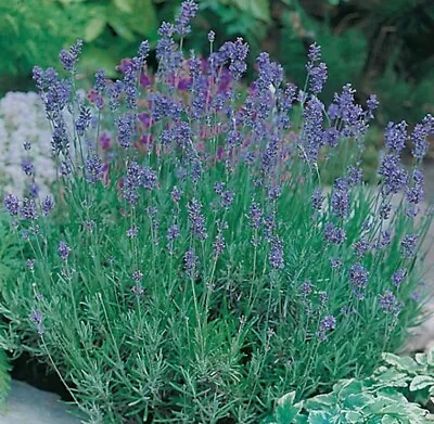 3 X Lavender Hidcote Blue Plug Plants • £2.49