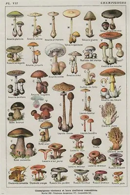 VINTAGE FRENCH MUSHROOM CHART Poster COLLECTORS Exotic Specialty 20x30  • $9.99