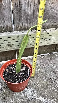 Plant Epiphyllum Orchid Cactus “ Professor Elbert” • $12
