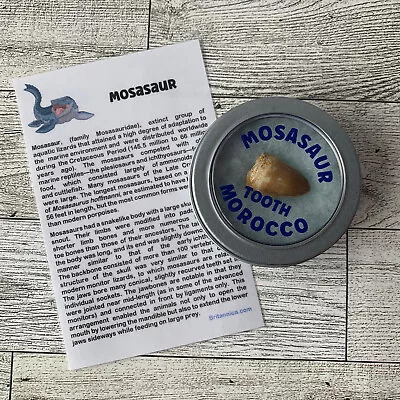 Mosasaur Extinct Dinosaur Tooth Fossil In Unique Case • $11.99