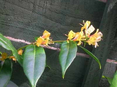 £24.99 • Buy 4-5ft Evergreen HONEYSUCKLE HENRYII Scented Flowers 3litre Potted Climber