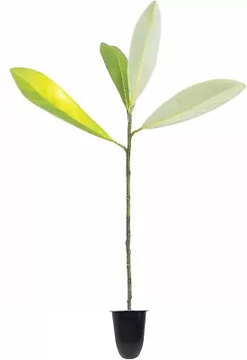 Sweet Bay Magnolia Tree | Magnolia Virginiana | 3 Live Plants | Beautiful... • $32.98