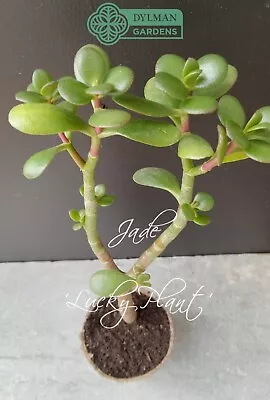 Jade Plant - Crassula Ovata - Lucky Plant - Indoor Houseplant - 10 To 12 Inches • $12