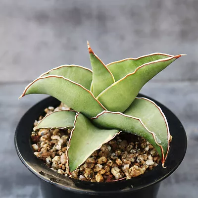 8CM Sansevieria Ehrenbergii Eagle Beak Succulent Live Plant Beautiful Plant • $29.69