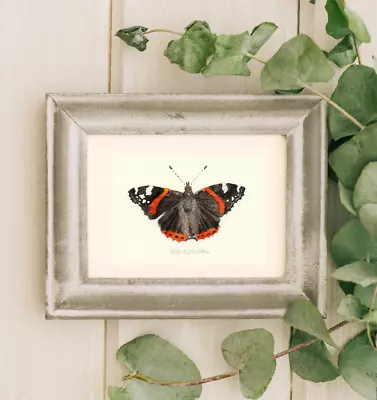 ACEO Original Watercolour Painting - British Butterflies - Red Admiral (3/7) • £11.50