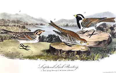 AUDUBON ROYAL OCTAVO FIRST EDITION/  Plate 152 / LAPLAND LARK BUNTING • $50