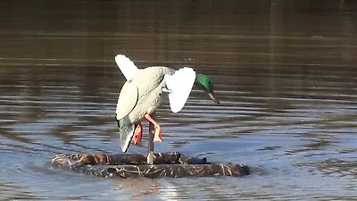 $89.99 • Buy Feather Floater  Mojo Motorized Duck Decoy Floater Deep Water Or Land Made USA