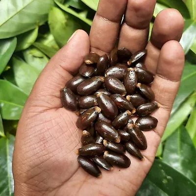 $8.99 • Buy 15 Soursop Seeds, Annona Muricata GUANABANA GRAVIOLA Ceylon Organic Fruit & Tea