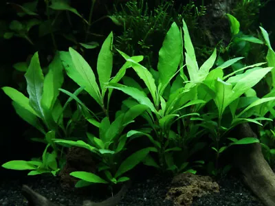 £3.78 • Buy HYGROPHILA Corymbosa Live Aquarium Aquatic Plants Fish Tank