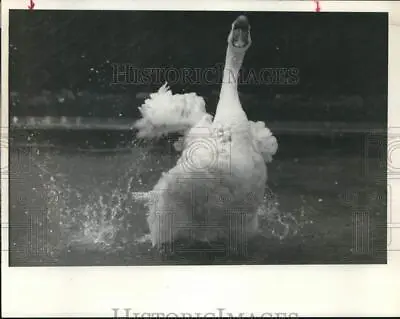 1984 Press Photo Swans In Thompson Park Watertown New York - Syp31808 • $12.99