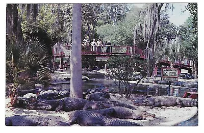 $0.99 • Buy Vintage Florida Chrome Postcard St Augustine Alligator Farm